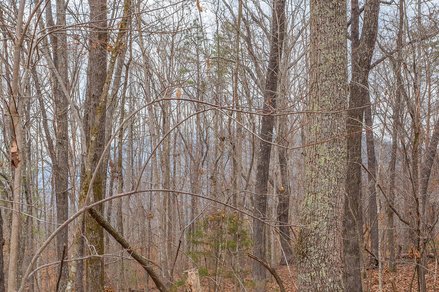 0 Copeland Road Ocoee, TN 37361 - Photo 25 of 86 406 Copeland Road HD-6
