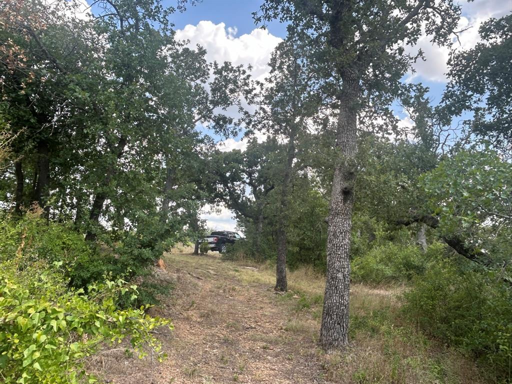 1414 Normandy Drive Graham, TX 76450 - Photo 5 of 5 a view of a forest filled with trees