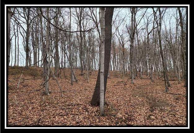 0 Black Run Road, Unit TRACT 8) Chillicothe, OH 45601 - Photo 26 of 47 image028