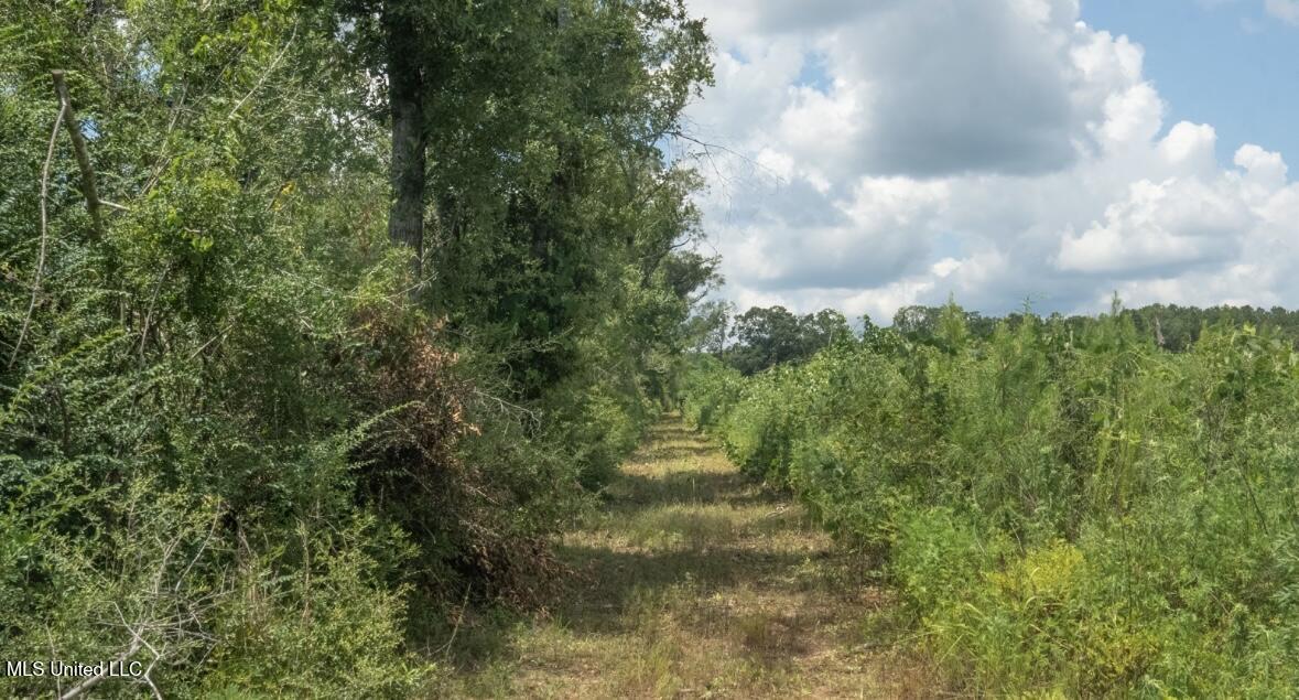 0 Ebenezer Church Road Bassfield, MS 39421 - Photo 7 of 17 trail