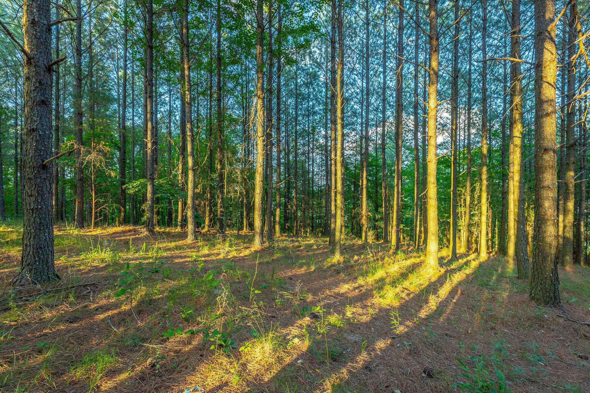 0 Back Basin Trail, Unit LOT 1244 Chattanooga, TN 37419 - Photo 38 of 119 0 Back Basin Trail - Lot 1244 HD-52