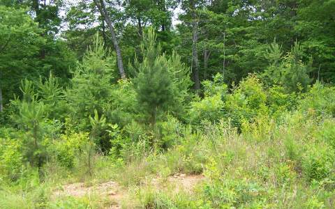 Lot63 Mountain Tops Road Blue Ridge, GA 30513 - Photo 1 of 1 Main View