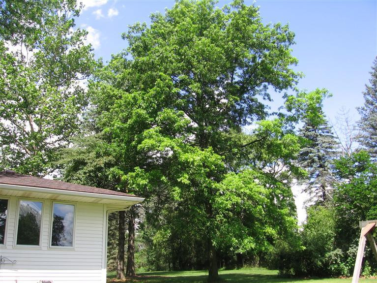 7450 Chamberlin Road Dexter, MI 48130 - Photo 31 of 36 Mature Oak off Master Bedroom.