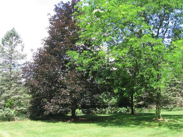 7450 Chamberlin Road Dexter, MI 48130 - Photo 32 of 36 Lots of Big Trees! Up near Road.