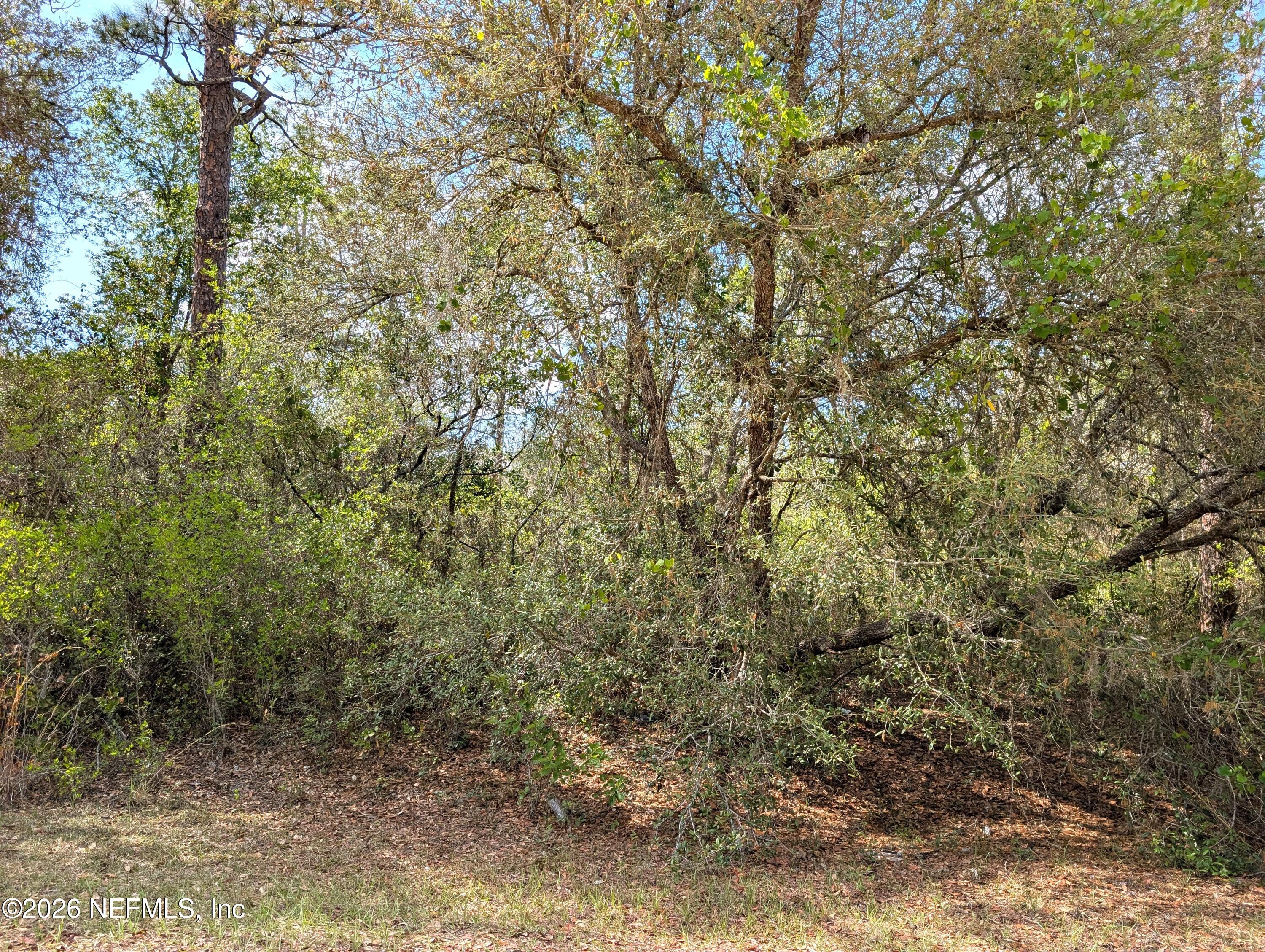 5813 Bryce Street Keystone Heights, FL 32656 - Photo 4 of 15 a view of a yard with a tree