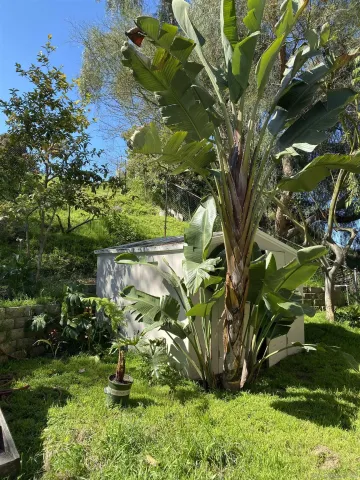 a garden with lots of trees