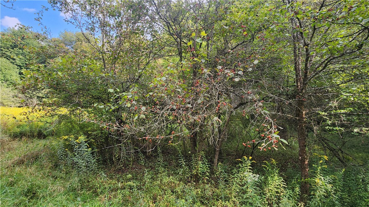 Humphrey Road Great Valley, NY 14741 - Photo 10 of 45