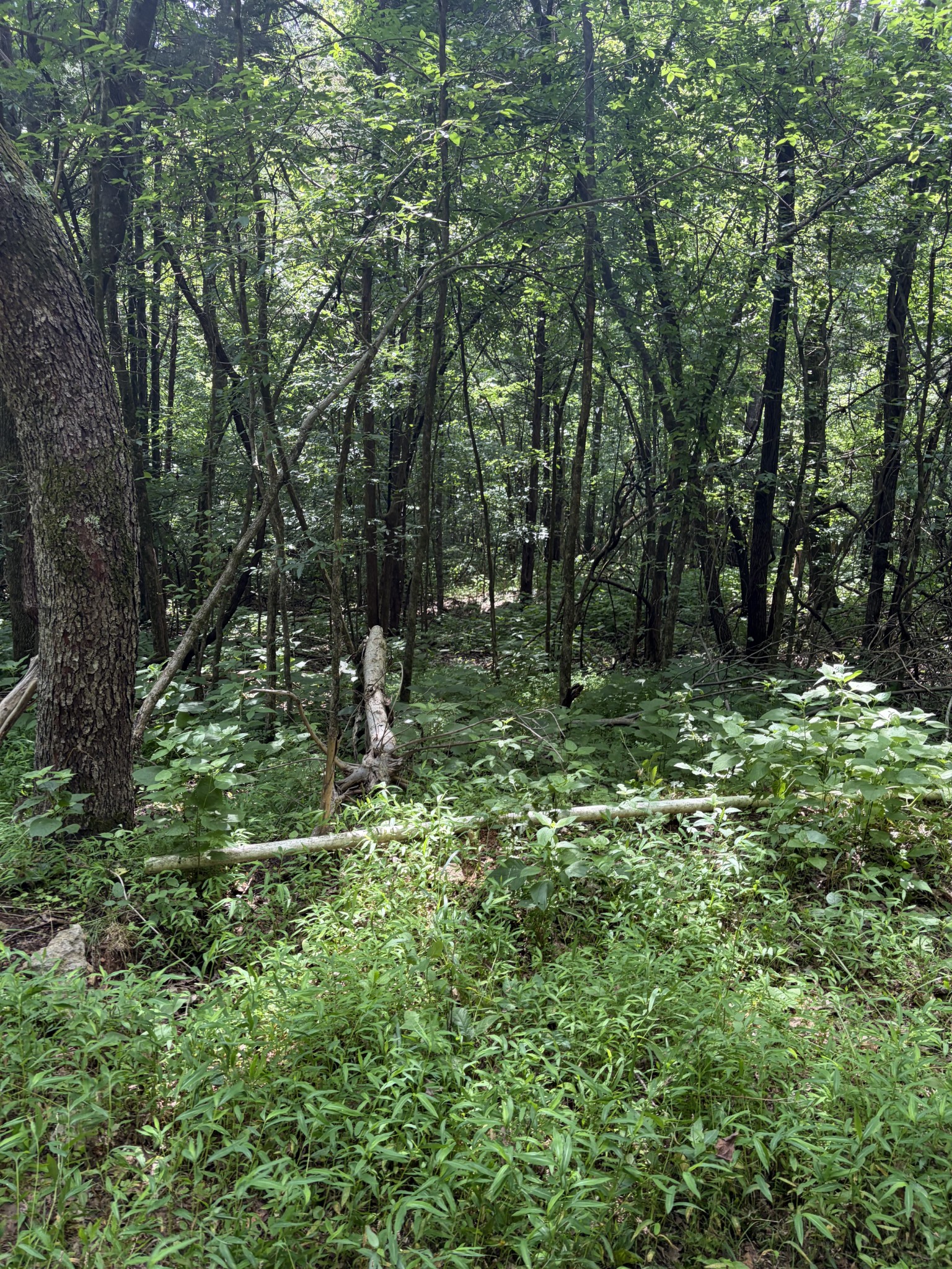 0 Kelso-Smithland Road Kelso, TN 37348 - Photo 44 of 45 a big yard with lots of green space and deers