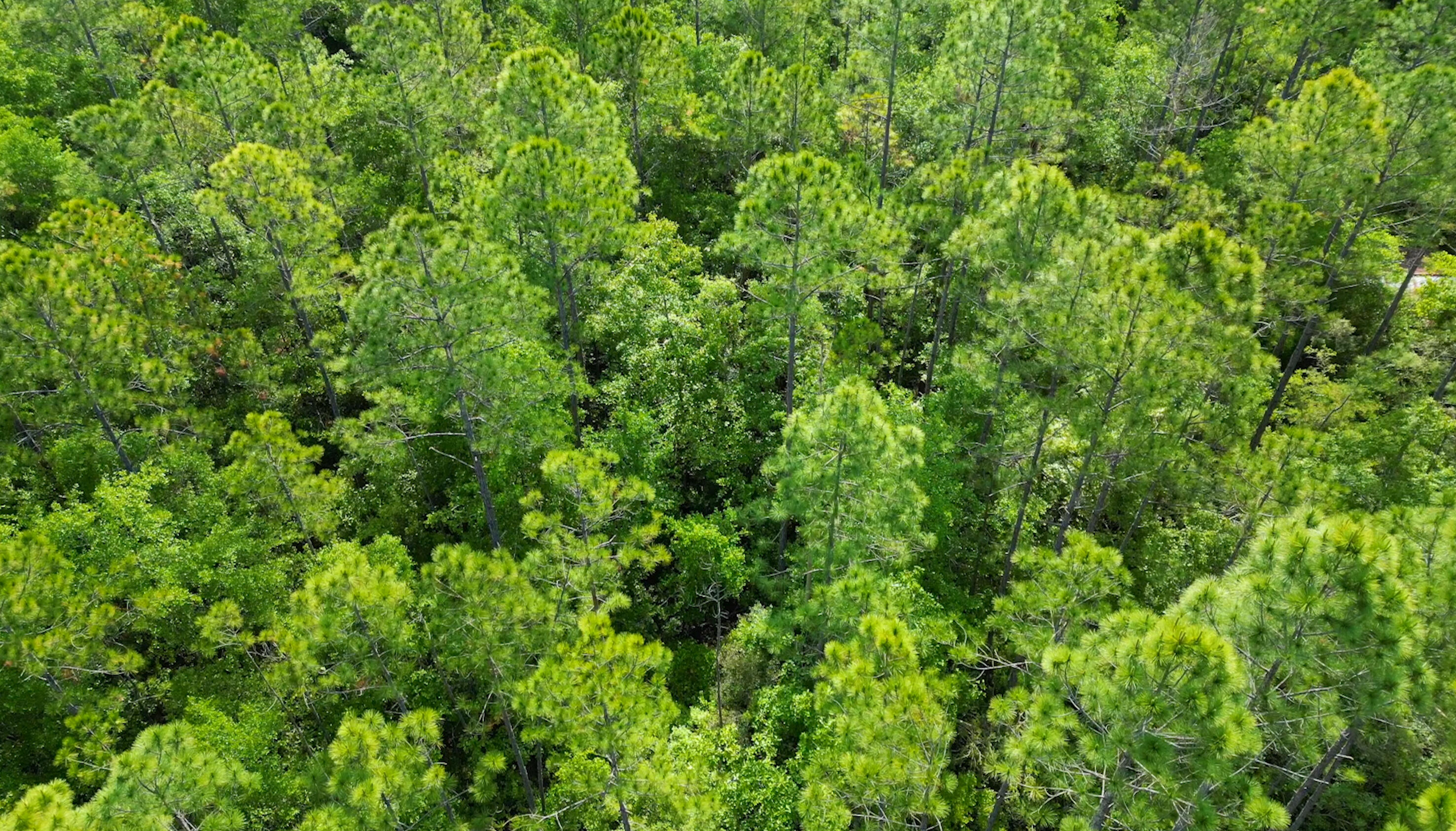 a view of a lush green space