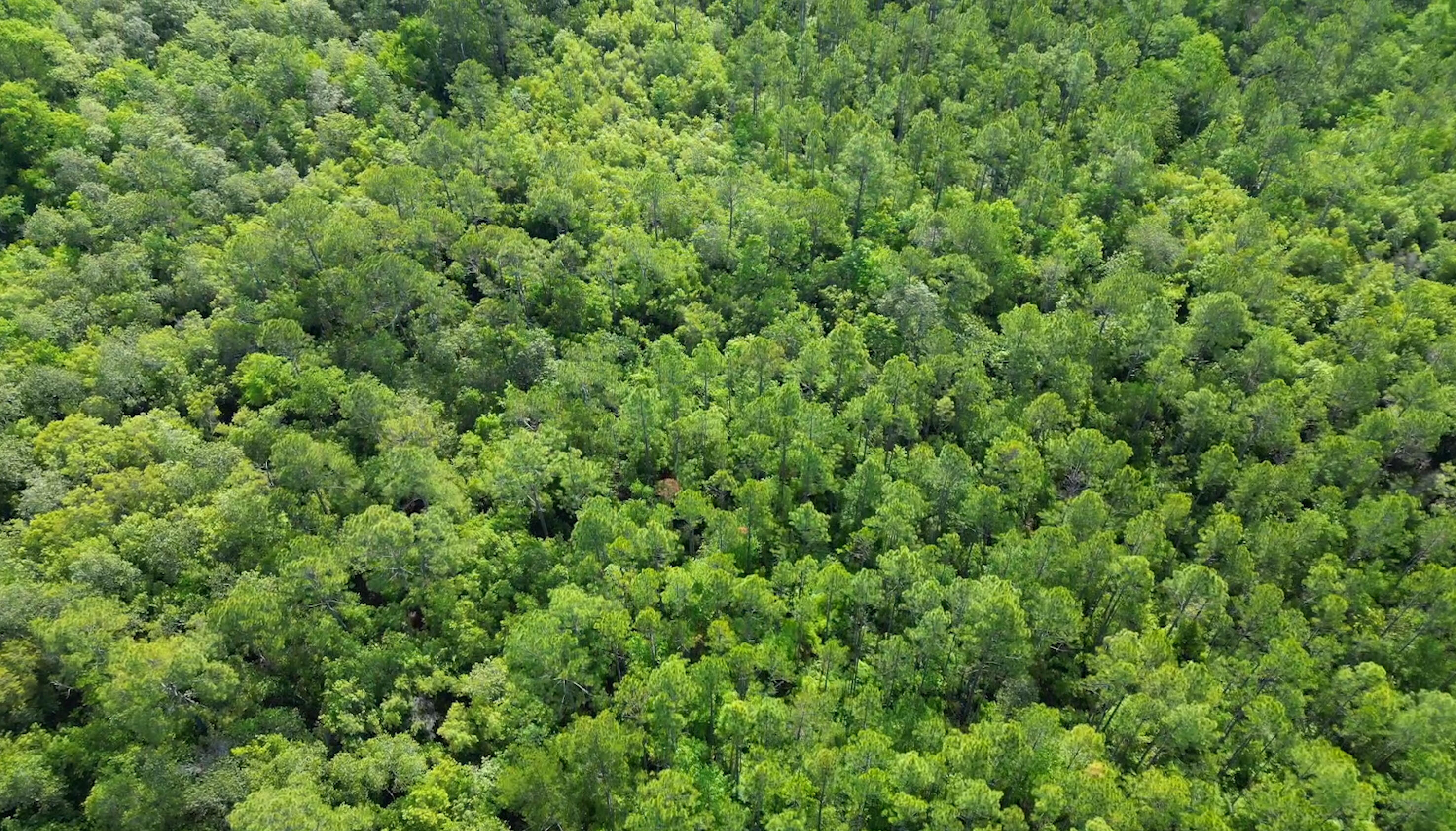 0 Piney Grove Church Road DeFuniak Springs, FL 32433 - Photo 3 of 7 a view of a lush green forest