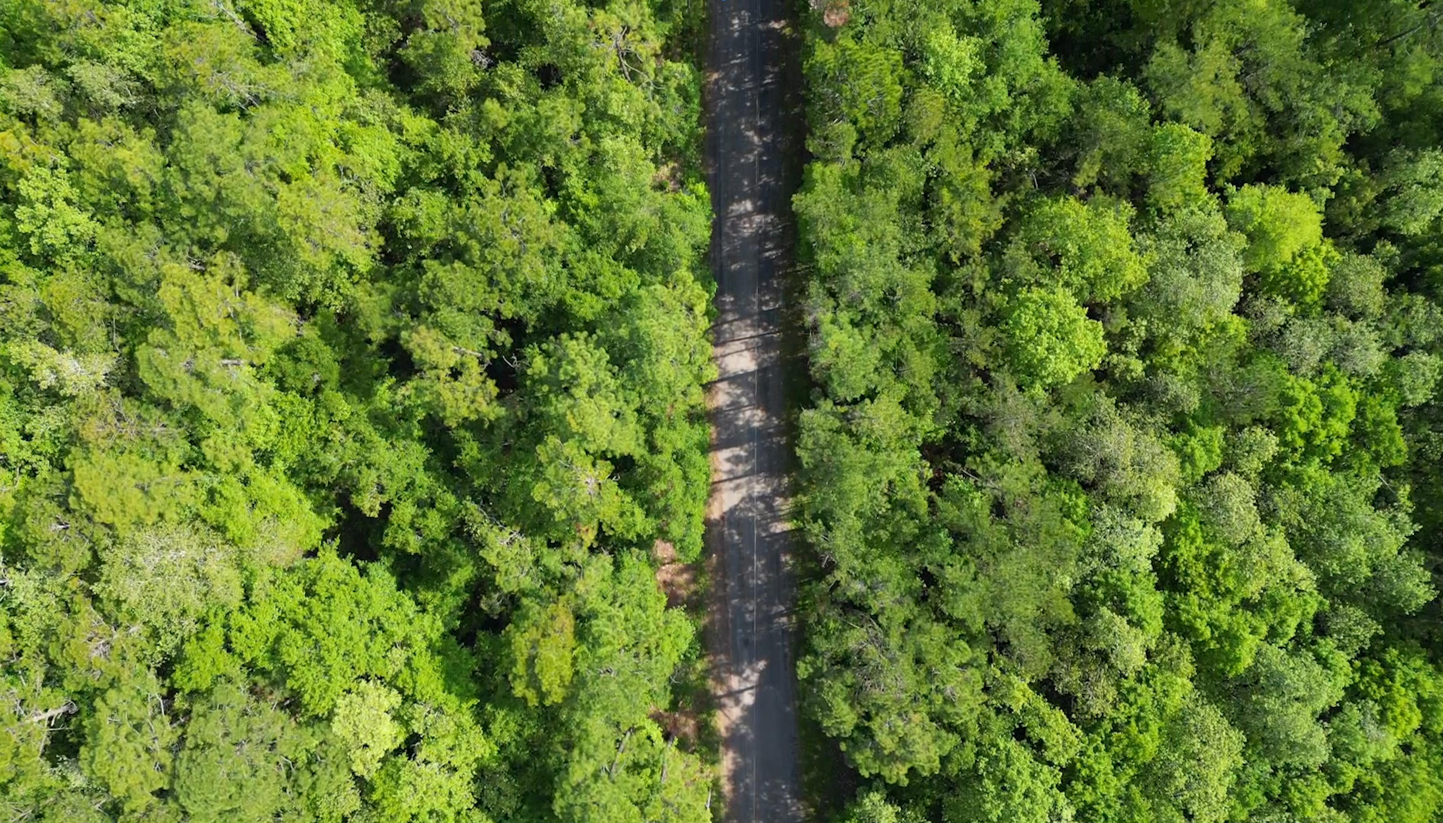 0 Piney Grove Church Road DeFuniak Springs, FL 32433 - Photo 5 of 7 a view of a lush green forest