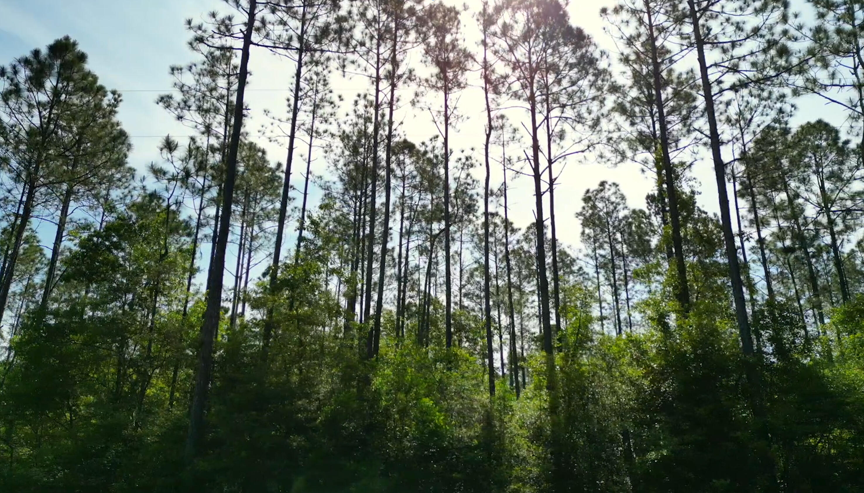 0 Piney Grove Church Road DeFuniak Springs, FL 32433 - Photo 6 of 7 a view of forest