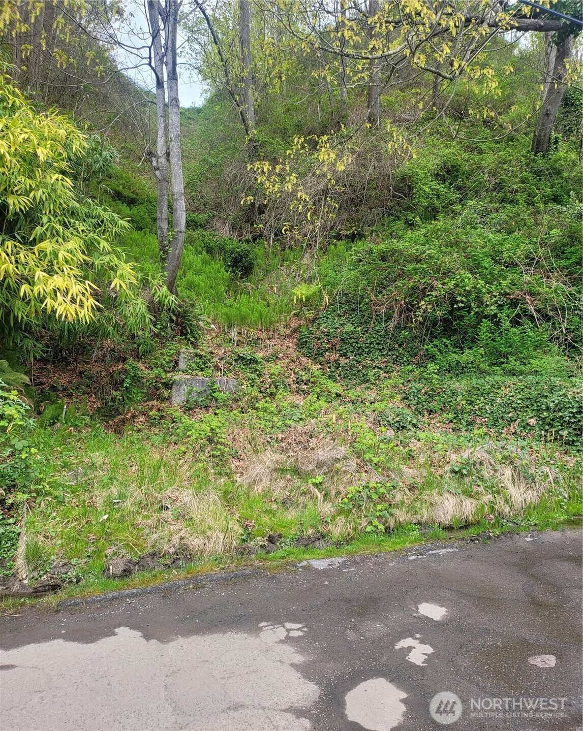 2318 Perkins Lane West Seattle, WA 98199 - Photo 2 of 10 a view of a plants with pathway