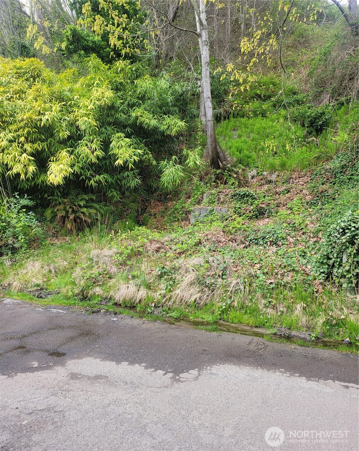 2318 Perkins Lane West Seattle, WA 98199 - Photo 3 of 10 a view of a garden with plants