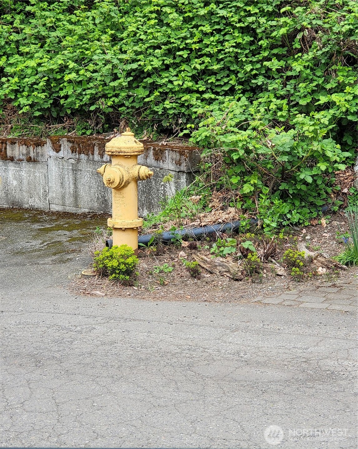 2318 Perkins Lane West Seattle, WA 98199 - Photo 6 of 10 a view of a yard with a fountain