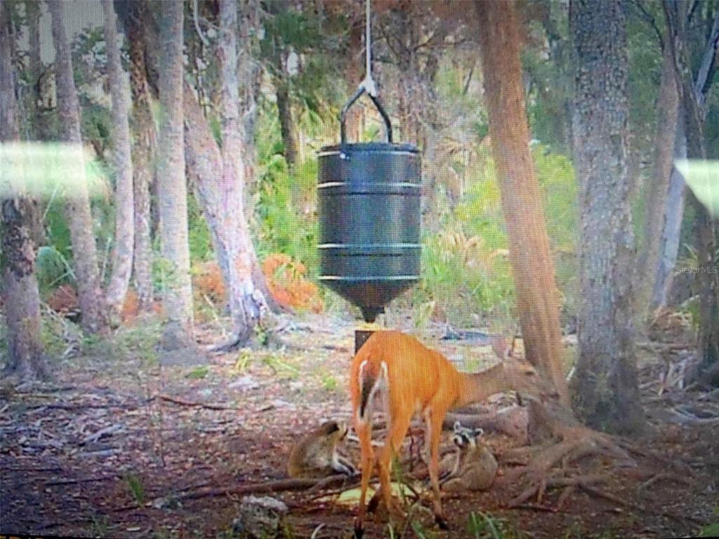 0 Southeast Bee Tree Road Inglis, FL 34449 - Photo 12 of 12 Gallery Image 12