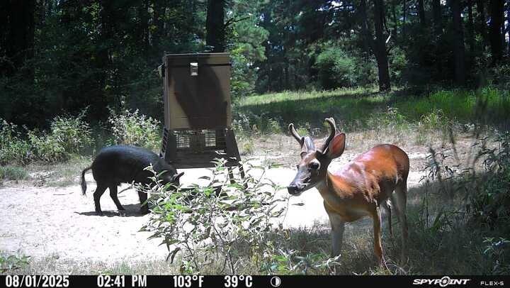 541 Fcr 240 Fairfield, TX 75840 - Photo 14 of 38 a backyard of a house with table and chairs