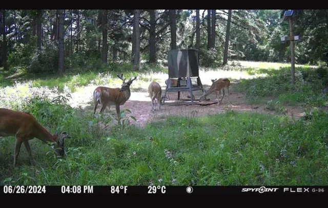 a view of a bench in a garden