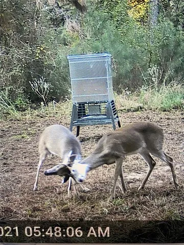 a view of a forest with trees in the background