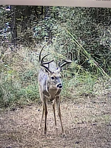 a view of a yard with trees