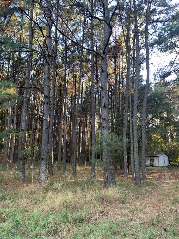 541 Fcr 240 Fairfield, TX 75840 - Photo 29 of 38 a view of a forest filled with trees