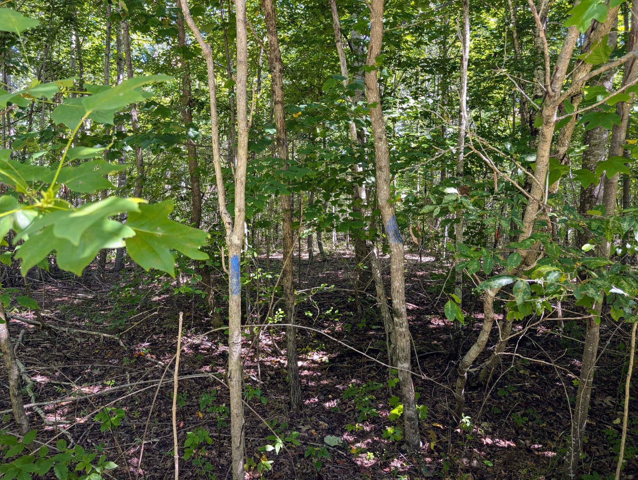 140 Sunset Bluff Monteagle, TN 37356 - Photo 11 of 28 a view of forest