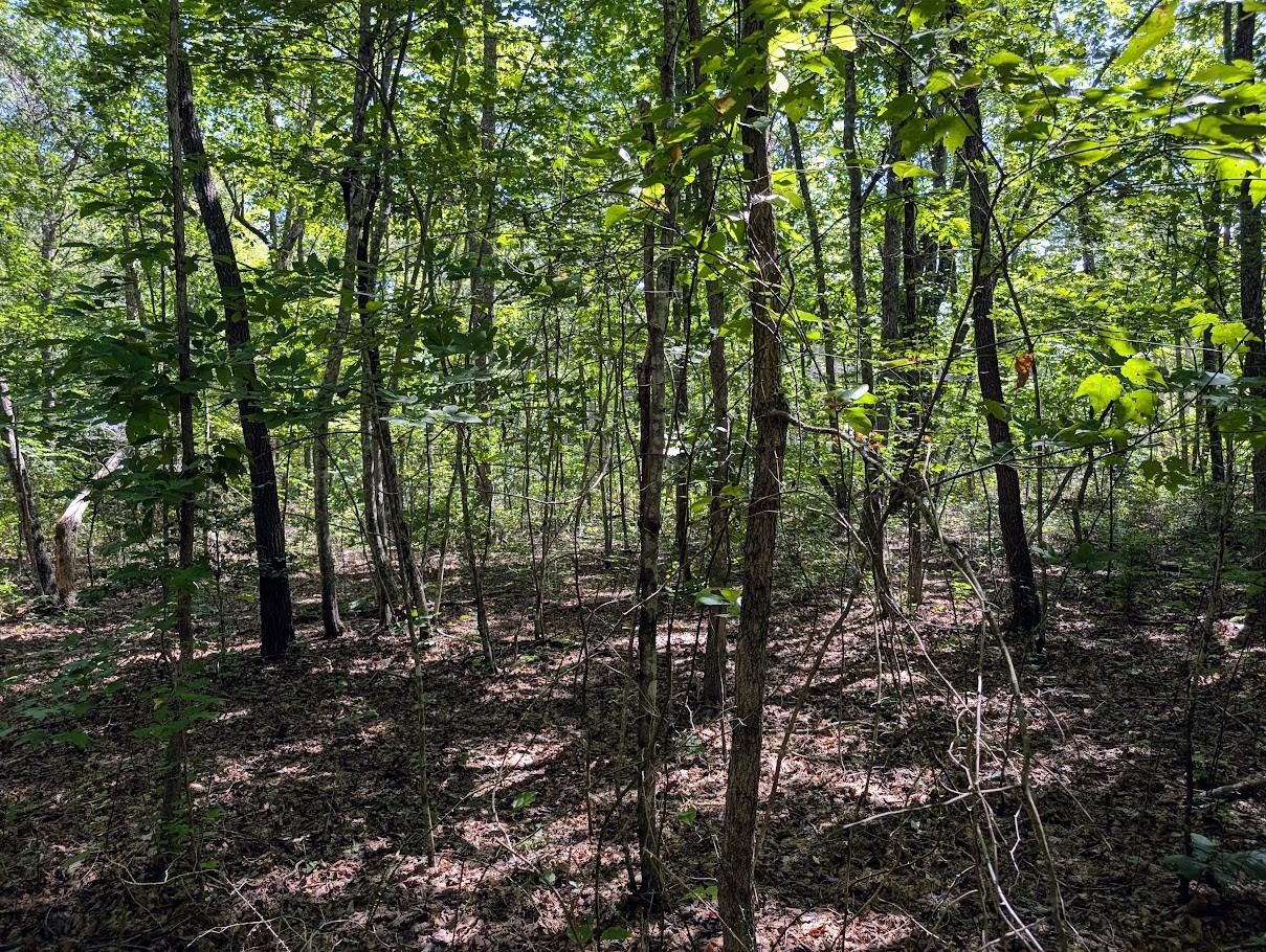 140 Sunset Bluff Monteagle, TN 37356 - Photo 12 of 28 a view of a forest with trees