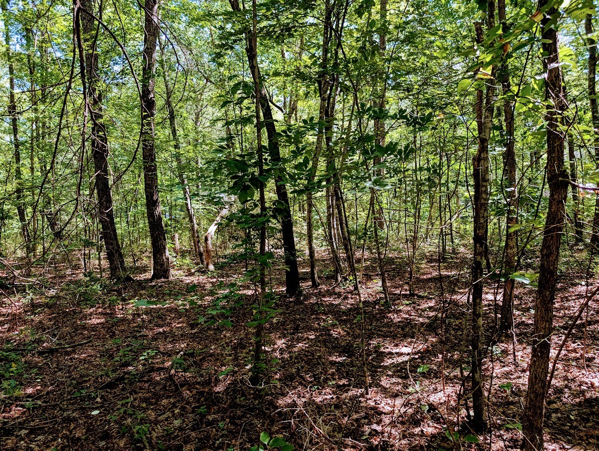 140 Sunset Bluff Monteagle, TN 37356 - Photo 13 of 28 a view of a forest with trees