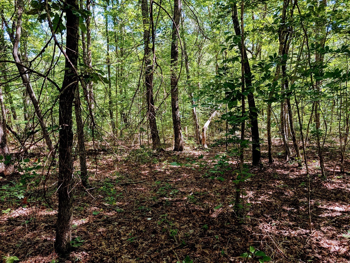 140 Sunset Bluff Monteagle, TN 37356 - Photo 14 of 28 a view of yard