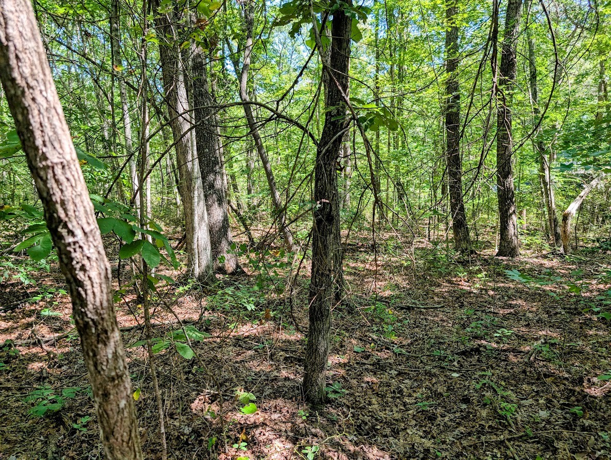140 Sunset Bluff Monteagle, TN 37356 - Photo 15 of 28 a view of outdoor space and trees