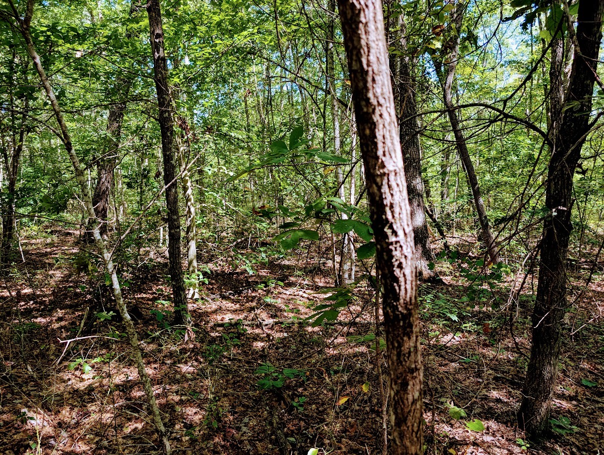 140 Sunset Bluff Monteagle, TN 37356 - Photo 16 of 28 a view of forest