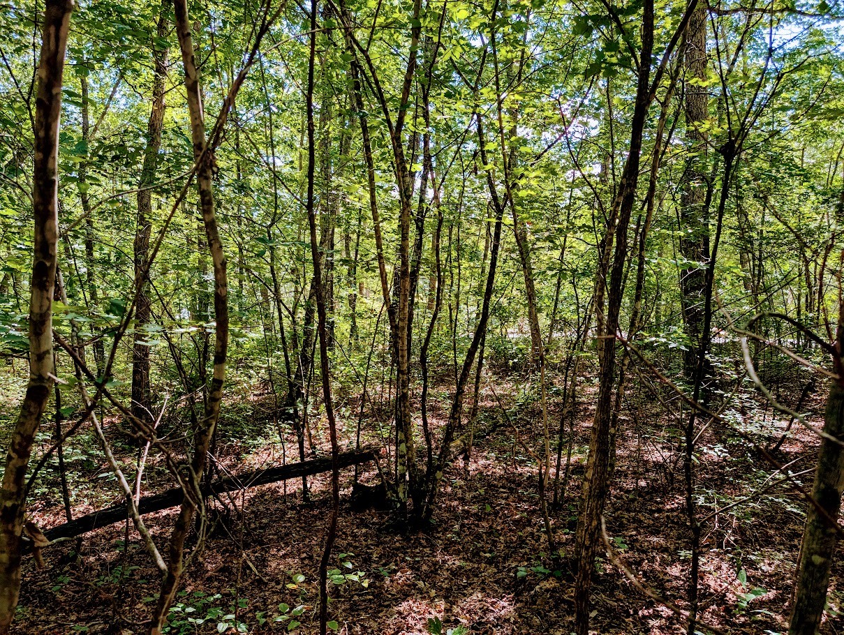 140 Sunset Bluff Monteagle, TN 37356 - Photo 17 of 28 a view of forest