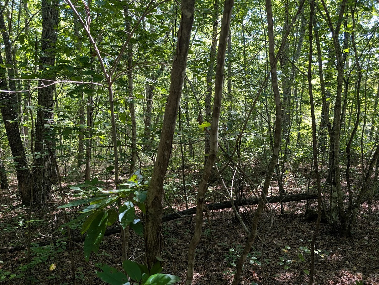 140 Sunset Bluff Monteagle, TN 37356 - Photo 18 of 28 a view of forest