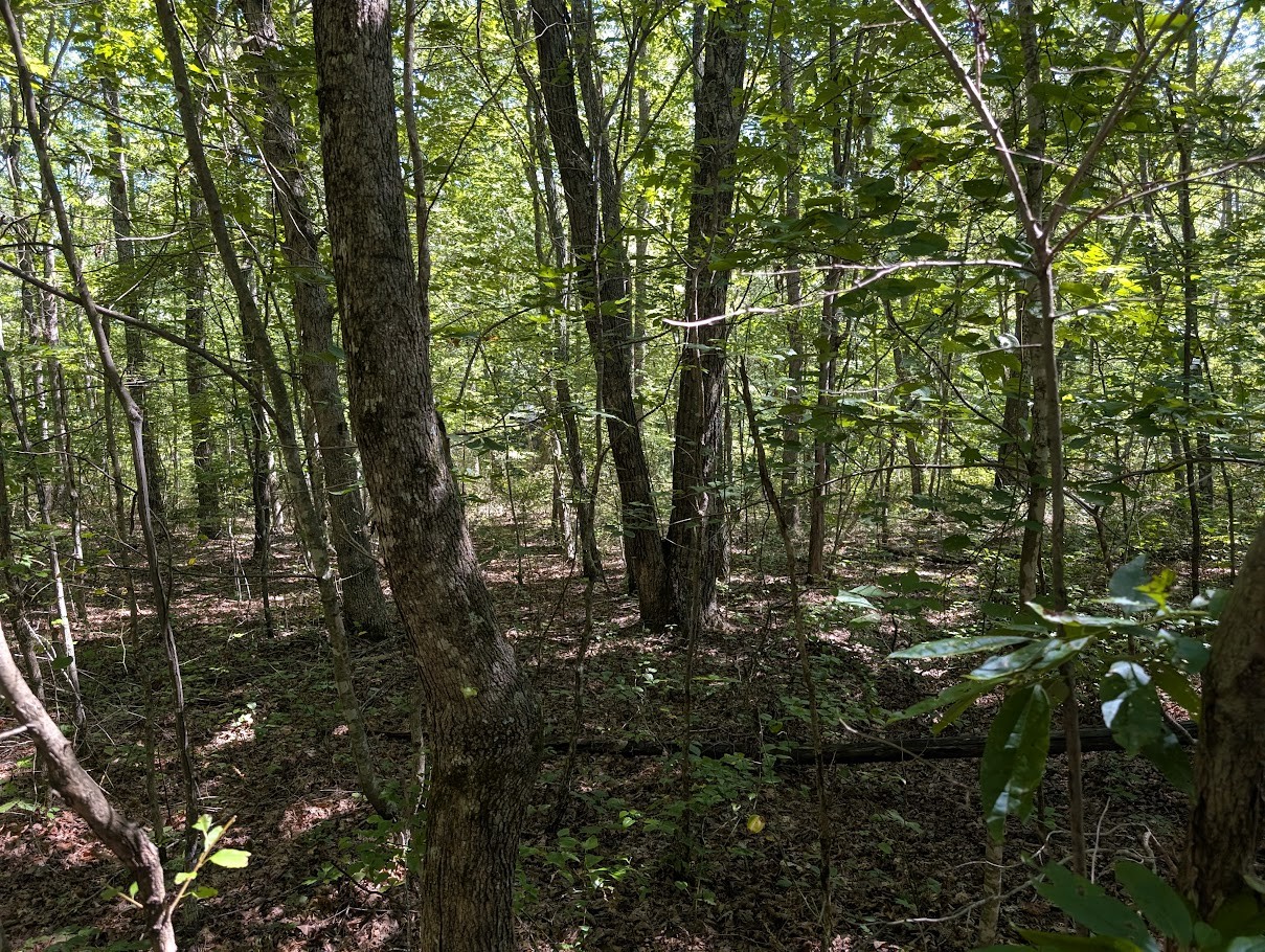 140 Sunset Bluff Monteagle, TN 37356 - Photo 19 of 28 a view of forest