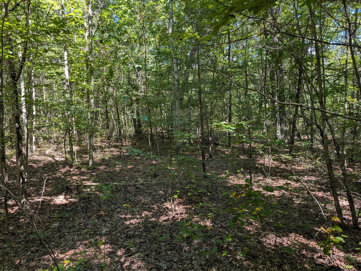 140 Sunset Bluff Monteagle, TN 37356 - Photo 21 of 28 a view of a green yard