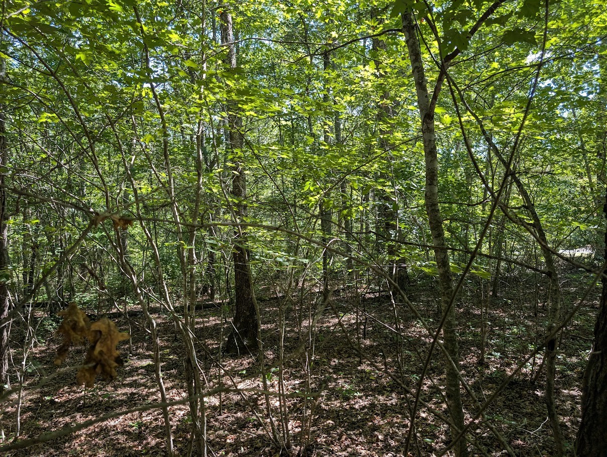 140 Sunset Bluff Monteagle, TN 37356 - Photo 23 of 28 a view of a forest