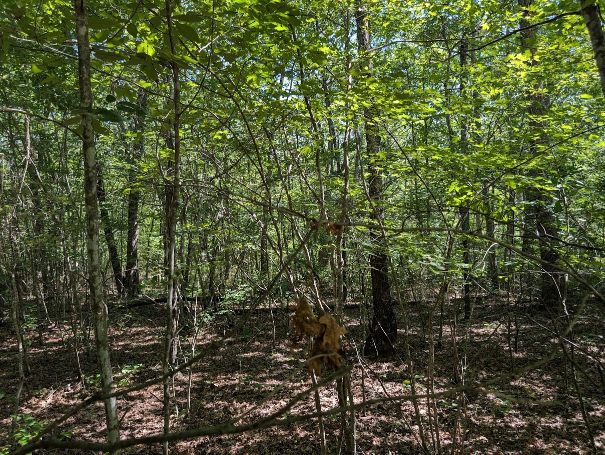 140 Sunset Bluff Monteagle, TN 37356 - Photo 24 of 28 a view of a forest with a tree