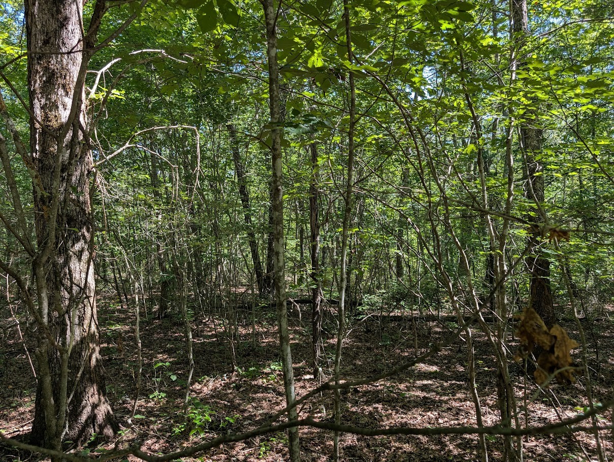 140 Sunset Bluff Monteagle, TN 37356 - Photo 25 of 28 a view of forest