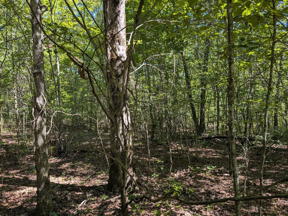 140 Sunset Bluff Monteagle, TN 37356 - Photo 26 of 28 a view of forest