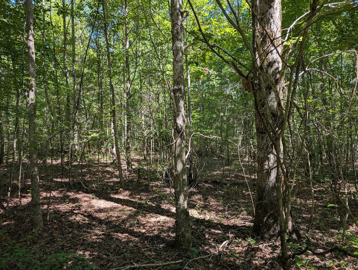 140 Sunset Bluff Monteagle, TN 37356 - Photo 27 of 28 a view of forest