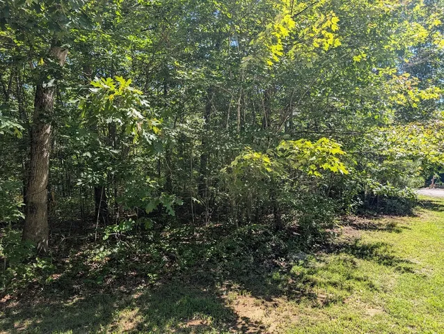 a view of a tree with a tree