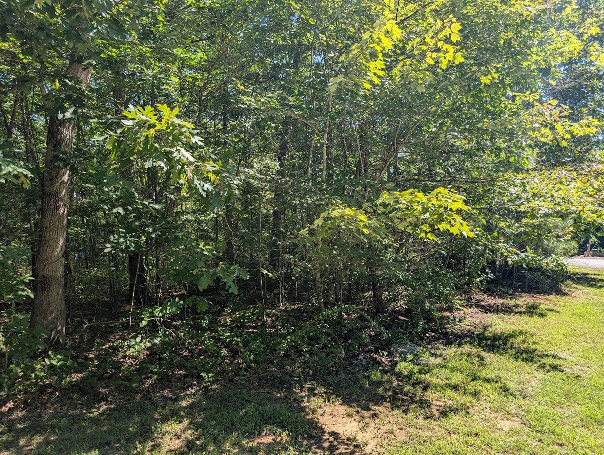 140 Sunset Bluff Monteagle, TN 37356 - Photo 28 of 28 a view of a tree with a tree