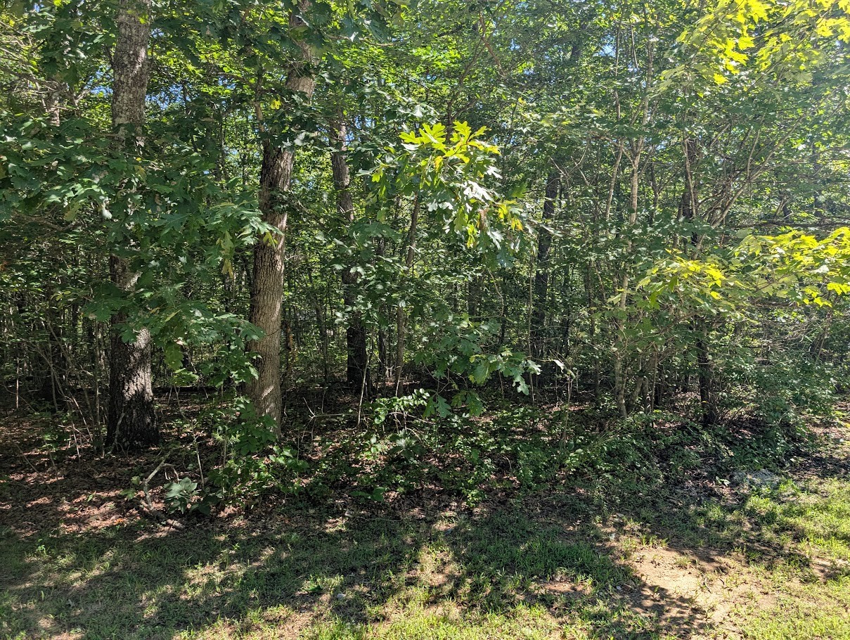 140 Sunset Bluff Monteagle, TN 37356 - Photo 6 of 28 a view of a lush green forest