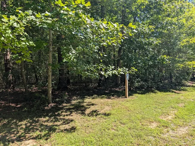 a view of a tree with a yard