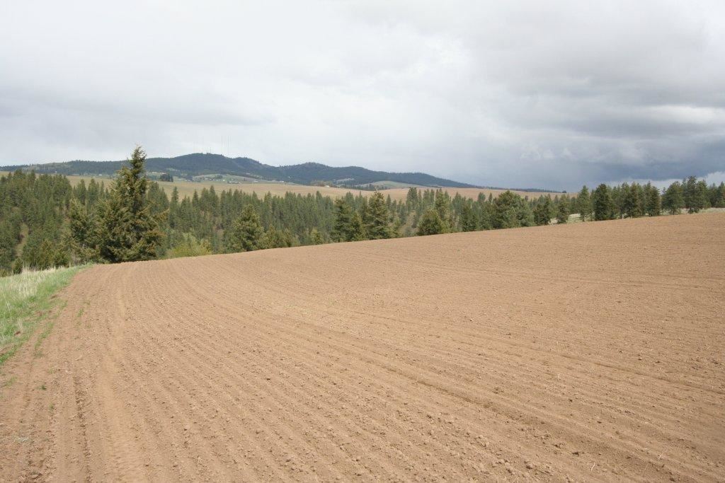 15310 South Paradise Approx Road Valleyford, WA 99036 - Photo 12 of 20