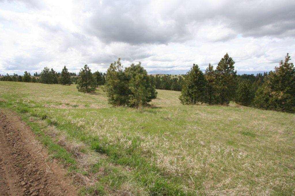 15310 South Paradise Approx Road Valleyford, WA 99036 - Photo 14 of 20