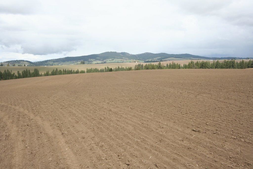 15310 South Paradise Approx Road Valleyford, WA 99036 - Photo 15 of 20