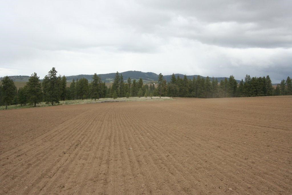 15310 South Paradise Approx Road Valleyford, WA 99036 - Photo 5 of 20
