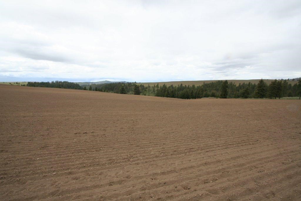 15310 South Paradise Approx Road Valleyford, WA 99036 - Photo 6 of 20