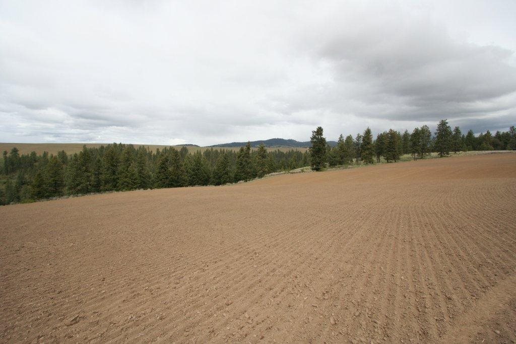 15310 South Paradise Approx Road Valleyford, WA 99036 - Photo 8 of 20